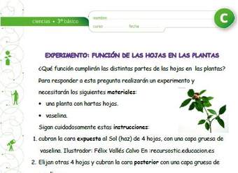 Experimento: La función de las hojas en las plantas Experimento: La función de las hojas en las plantas