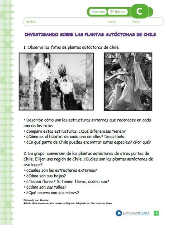 Investigando sobre las plantas autóctonas chilenas Investigando sobre las plantas autóctonas chilenas