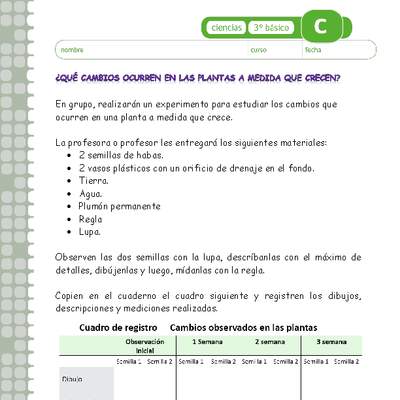 ¿Qué cambios se producen en las plantas a medida que crecen? ¿Qué cambios se producen en las plantas a medida que crecen?