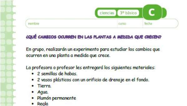 ¿Qué cambios se producen en las plantas a medida que crecen? ¿Qué cambios se producen en las plantas a medida que crecen?