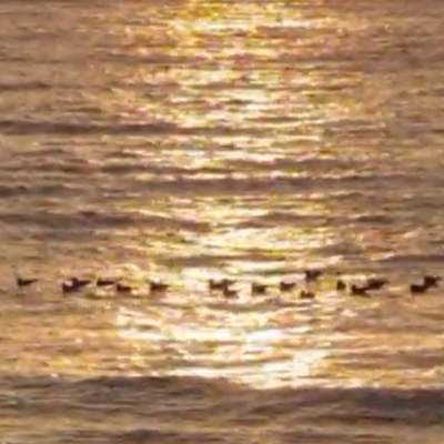 Video de Actividad sugerida: LC02 - Diaguita - U1 - N°3.1: Escuchan relatos del pueblo diaguita y opinan sobre contenidos significativos y la visión de mundo que evidencian los relatos. Video de Actividad sugerida: LC02 - Diaguita - U1 - N°3.1: Escuchan relatos del pueblo diaguita y opinan sobre contenidos significativos y la visión de mundo que evidencian los relatos.