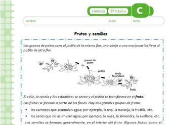 Frutos y semillas Frutos y semillas