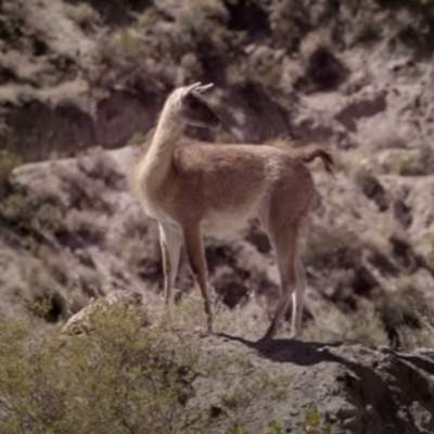 Video de actividad sugerida - LC02 - Interculturalidad - U1 - Nº 04: OBSERVAN Y COMENTAN PRÁCTICAS CULTURALES AYMARA Y SU RELACIÓN CON LA NATURALEZA. Video de actividad sugerida - LC02 - Interculturalidad - U1 - Nº 04: OBSERVAN Y COMENTAN PRÁCTICAS CULTURALES AYMARA Y SU RELACIÓN CON LA NATURALEZA.
