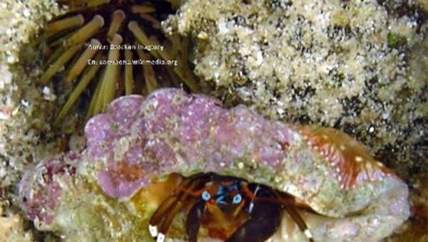 Comensalismo cangrejo ermitaño Comensalismo cangrejo ermitaño