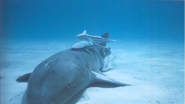 Comensalismo tiburón y rémoras Comensalismo tiburón y rémoras