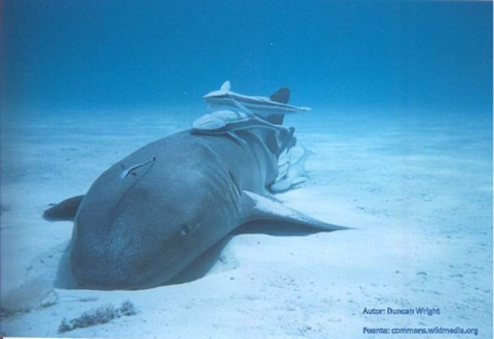 Comensalismo tiburón y rémoras Comensalismo tiburón y rémoras