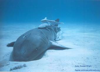 Comensalismo tiburón y rémoras Comensalismo tiburón y rémoras