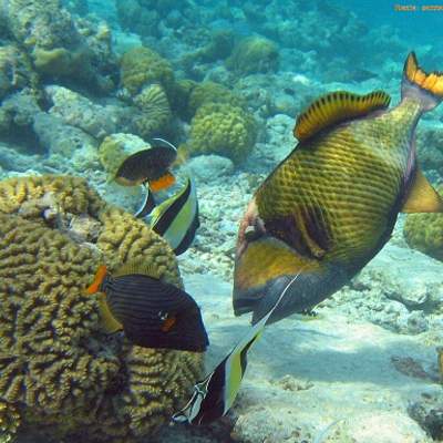 Comensalismo peces Comensalismo peces