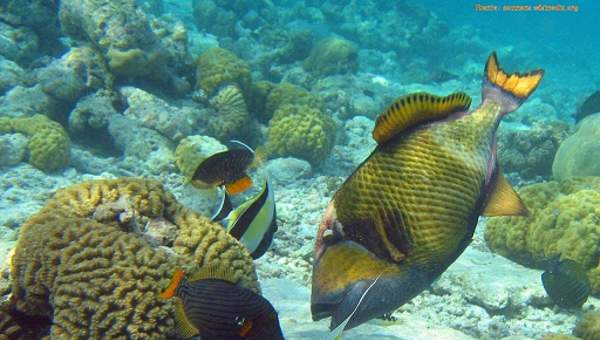 Comensalismo peces Comensalismo peces