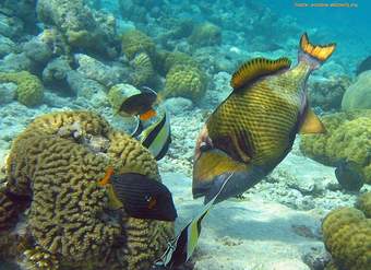 Comensalismo peces Comensalismo peces