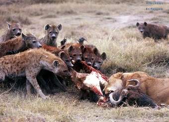 Competencia interespecífica entre leones y hienas por una presa