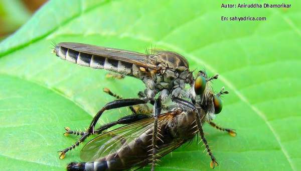 Competencia intraespecífica entre mosquitos Competencia intraespecífica entre mosquitos