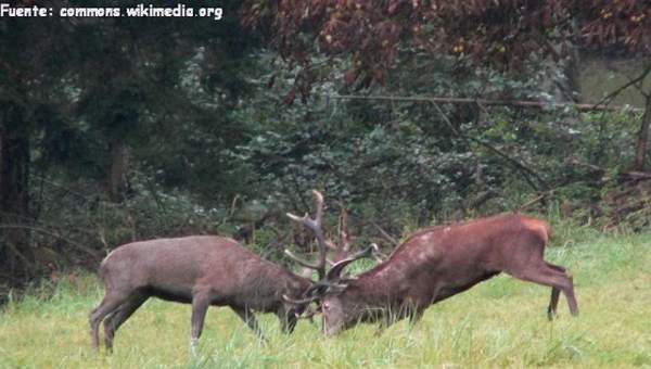 Competencia intraespecífica entre renos machos Competencia intraespecífica entre renos machos