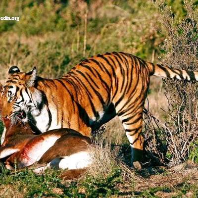 Depredación tigre presa Depredación tigre presa