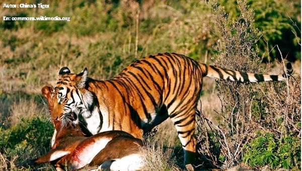 Depredación tigre presa Depredación tigre presa