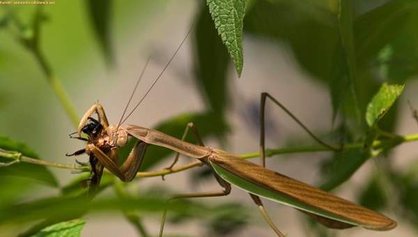 Depredación palote presa Depredación palote presa