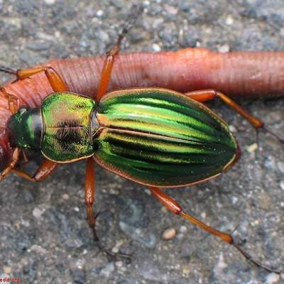 Depredación coleóptero presa Depredación coleóptero presa