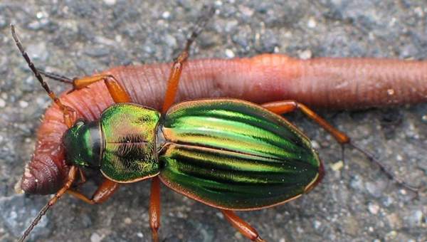 Depredación coleóptero presa Depredación coleóptero presa