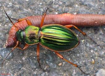 Depredación coleóptero presa Depredación coleóptero presa