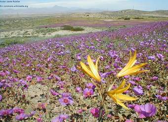 Desierto florido norte de Chile Desierto florido norte de Chile