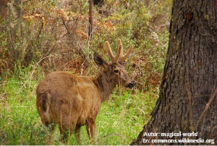 Huemúl en su hábitat chileno Huemúl en su hábitat chileno