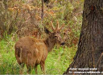 Huemúl en su hábitat chileno Huemúl en su hábitat chileno
