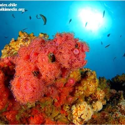 Interacciones biológicas Isla Juan Fernández - Chile Interacciones biológicas Isla Juan Fernández - Chile