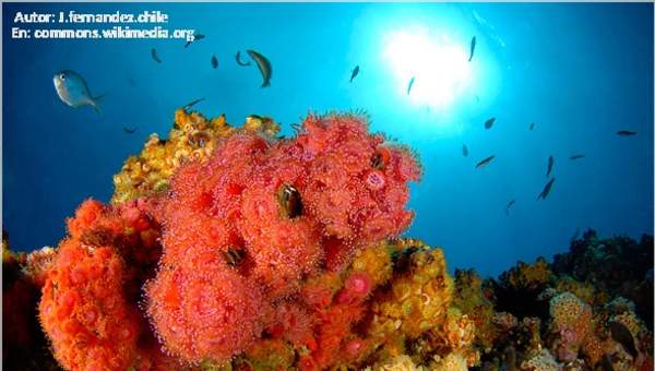 Interacciones biológicas Isla Juan Fernández - Chile Interacciones biológicas Isla Juan Fernández - Chile