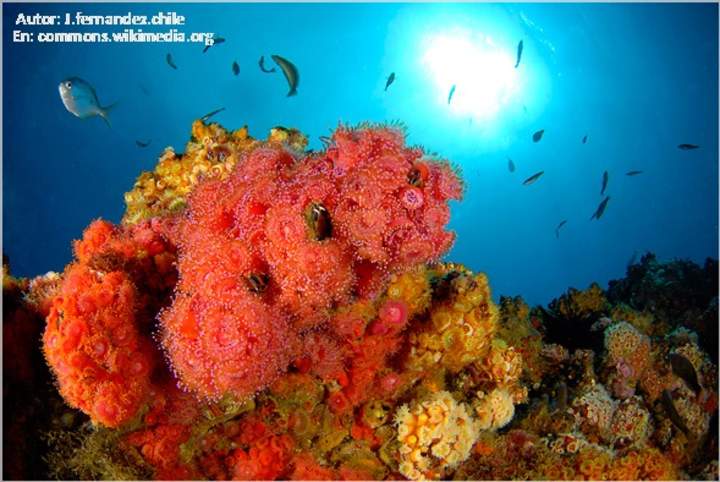 Interacciones biológicas Isla Juan Fernández - Chile Interacciones biológicas Isla Juan Fernández - Chile