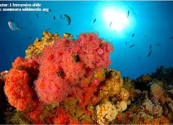 Interacciones biológicas Isla Juan Fernández - Chile Interacciones biológicas Isla Juan Fernández - Chile