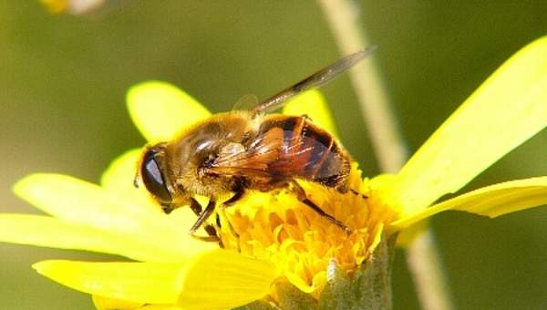 Mutualismo abeja en flor