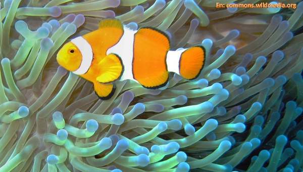 Mutualismo anémona y pez Mutualismo anémona y pez