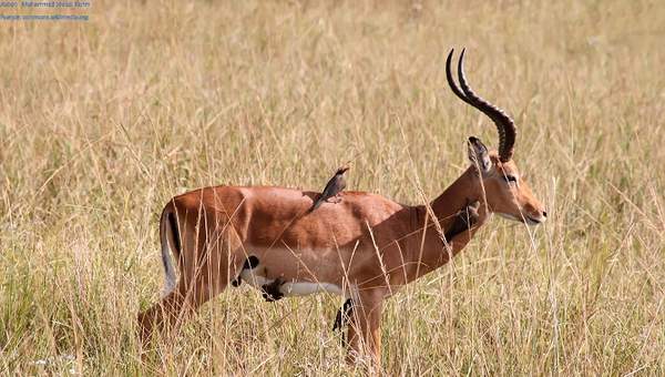 Mutualismo ciervo y pájaro Mutualismo ciervo y pájaro