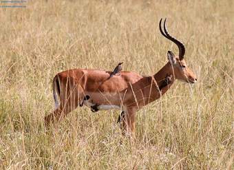 Mutualismo ciervo y pájaro Mutualismo ciervo y pájaro