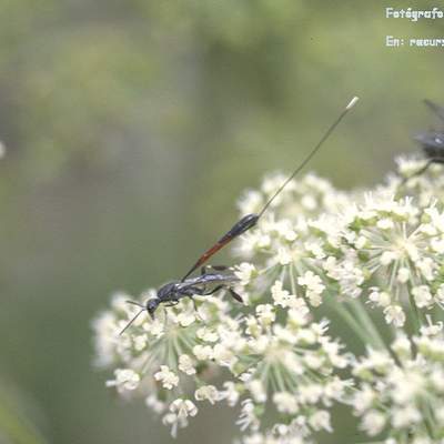 Competencia interespecífica entre avispa y mosca en una flor Competencia interespecífica entre avispa y mosca en una flor