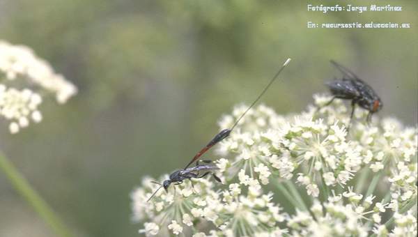 Competencia interespecífica entre avispa y mosca en una flor Competencia interespecífica entre avispa y mosca en una flor