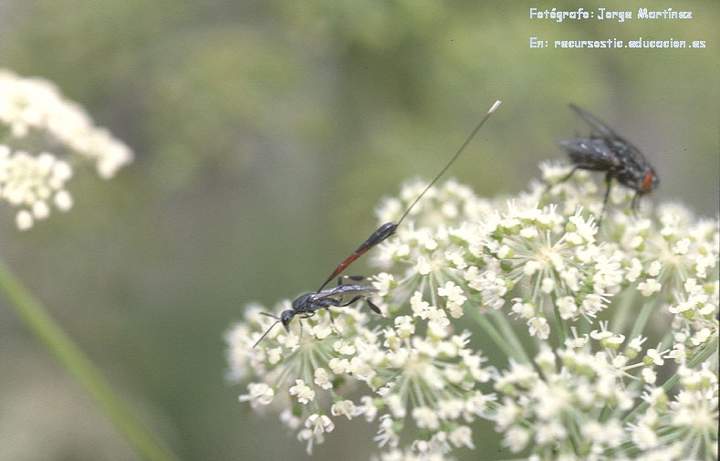 Competencia interespecífica entre avispa y mosca en una flor Competencia interespecífica entre avispa y mosca en una flor