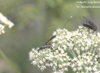 Competencia interespecífica entre avispa y mosca en una flor Competencia interespecífica entre avispa y mosca en una flor