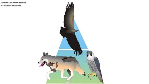 Pirámide trófica Pirámide trófica