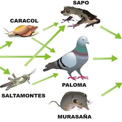 Trama trófica Trama trófica