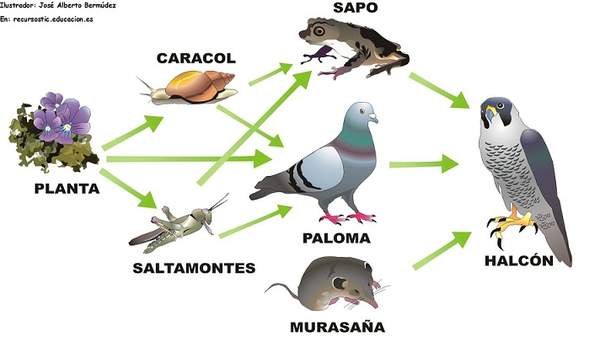 Trama trófica Trama trófica