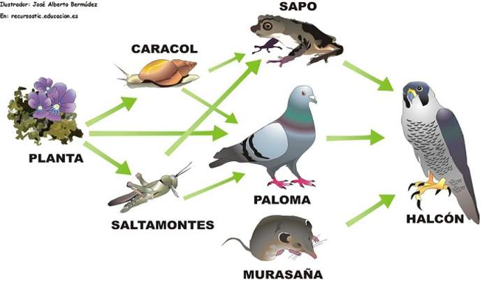 Trama trófica Trama trófica