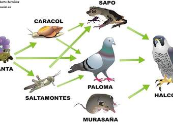 Trama trófica Trama trófica