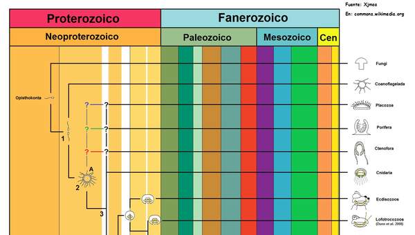 Árbol filogenético de la vida Árbol filogenético de la vida