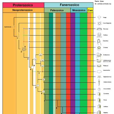 Árbol filogenético de la vida Árbol filogenético de la vida