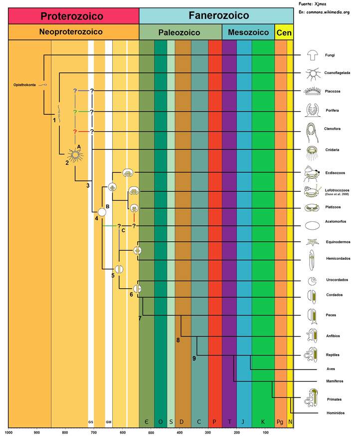 Árbol filogenético de la vida Árbol filogenético de la vida