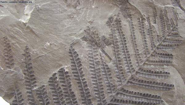 Fósil de un helecho del carbonífero Fósil de un helecho del carbonífero