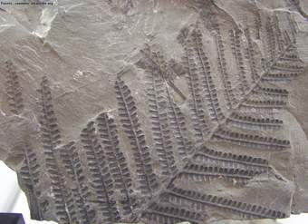 Fósil de un helecho del carbonífero Fósil de un helecho del carbonífero