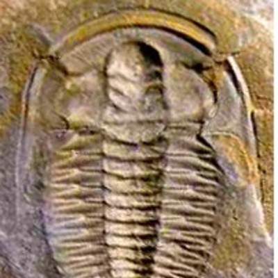 Fósil de un trilobita Fósil de un trilobita