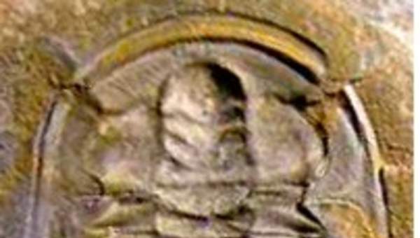 Fósil de un trilobita Fósil de un trilobita